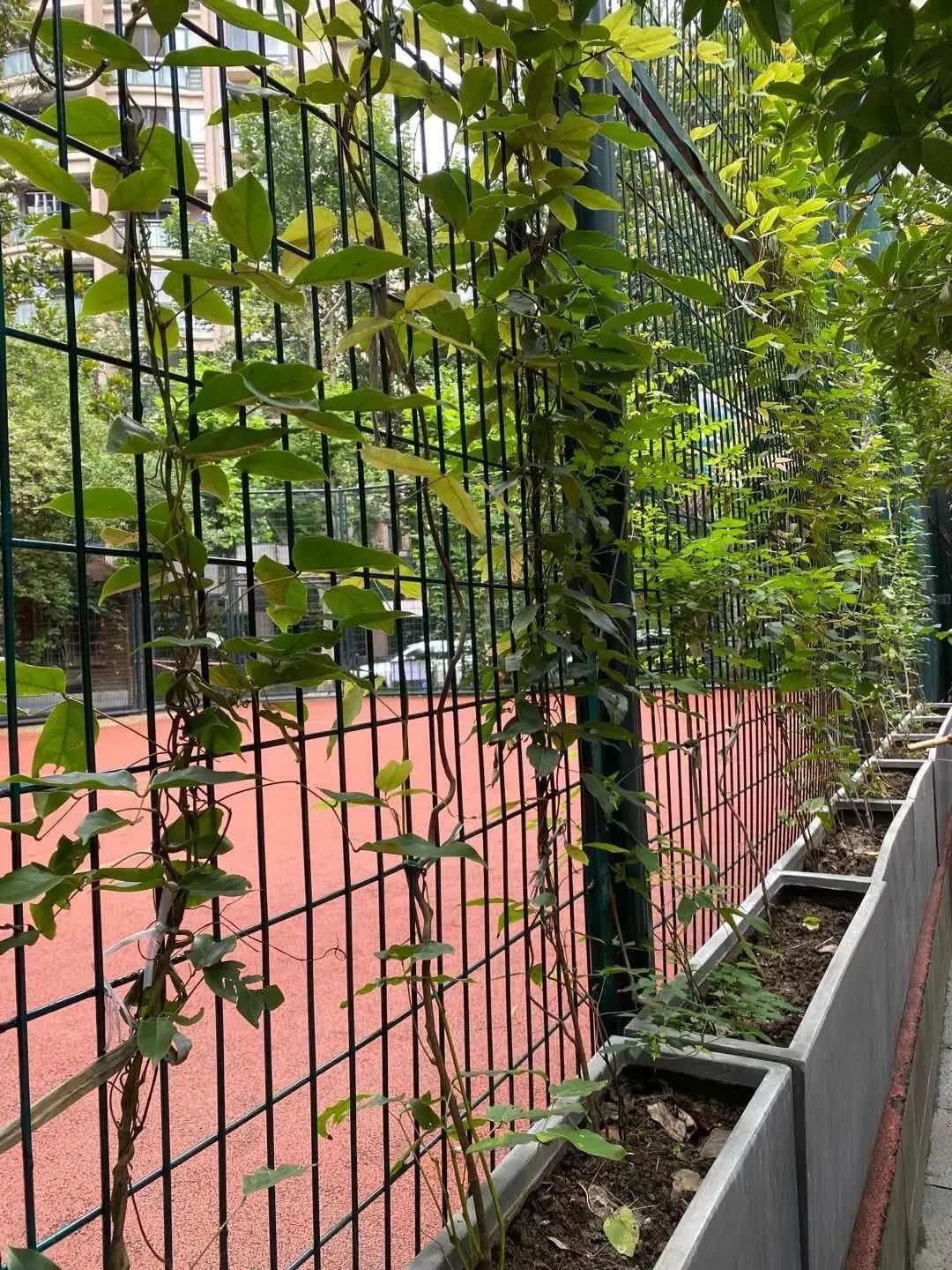 公园城市建设中的立体绿化，你知道哪些