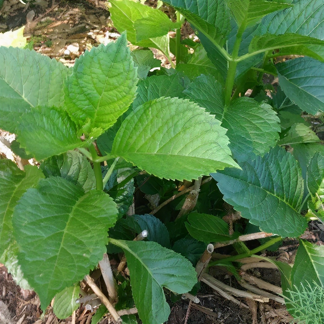 网上买花，一定要擦亮眼，上当真是防不胜防