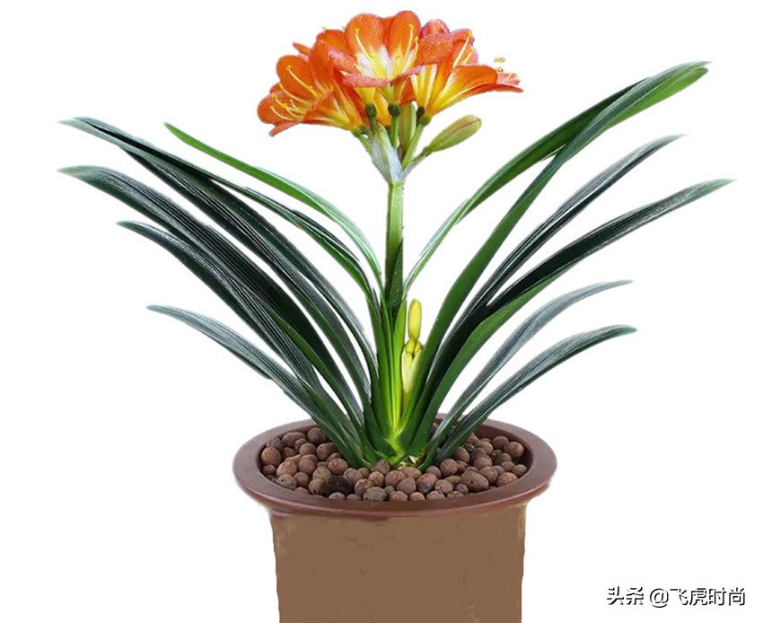 君子兰一开花就夹箭，原因出在三个方面，你还不知道吧