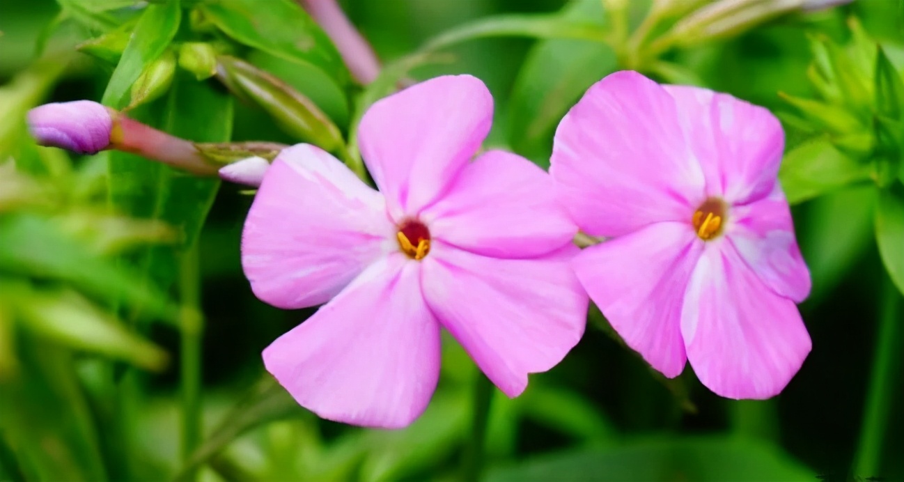 英式传统花境的现代演绎亮了,附全部植物配置品种,开眼了 英式传统花境的现代演绎亮了,附全部植物配置品种,开眼了