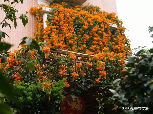 谁说庭院才能养藤本？日照好阳台春天种上这些，夏天花儿爬满窗！