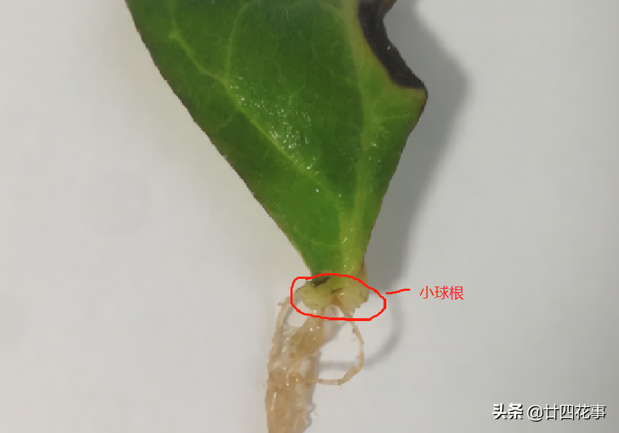 大岩桐叶脉扦插法：叶子裁碎片，1次出苗10来棵，轻松变大户
