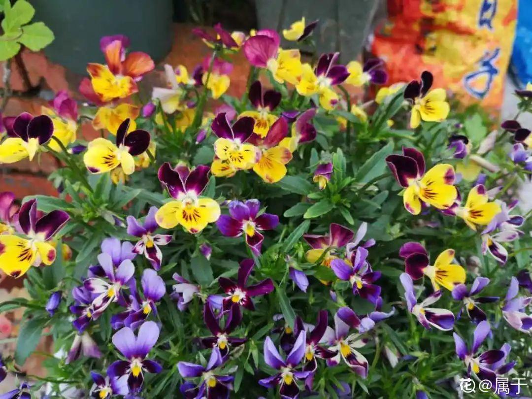 2021赏花日历，看好这一篇，不会错过花期