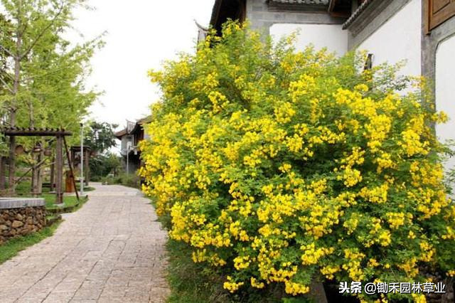 黄花槐：黄色给人以光明辉煌灿烂柔和纯净之感，象征希望快乐智慧