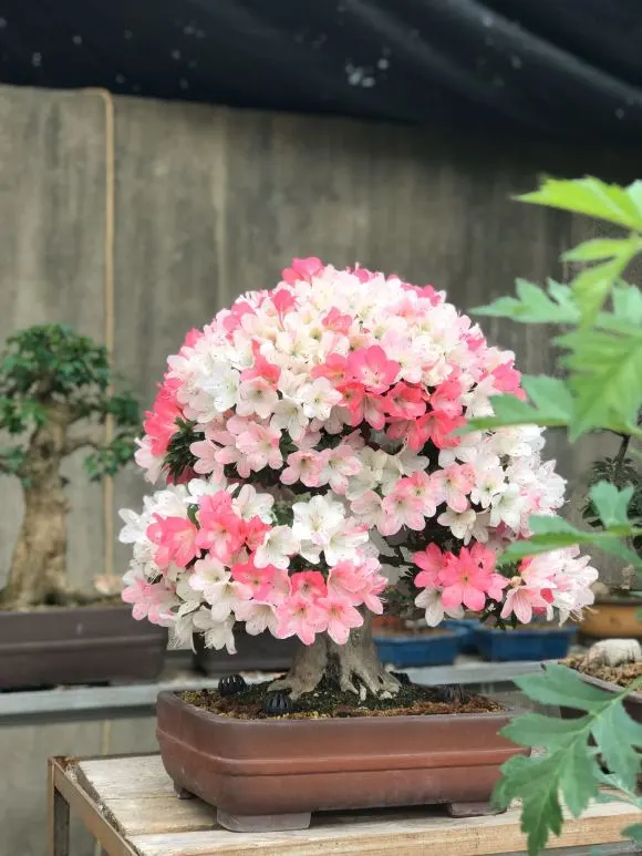 这种花爱开花，一开100朵，剪枝插土里，养出一片花海来！