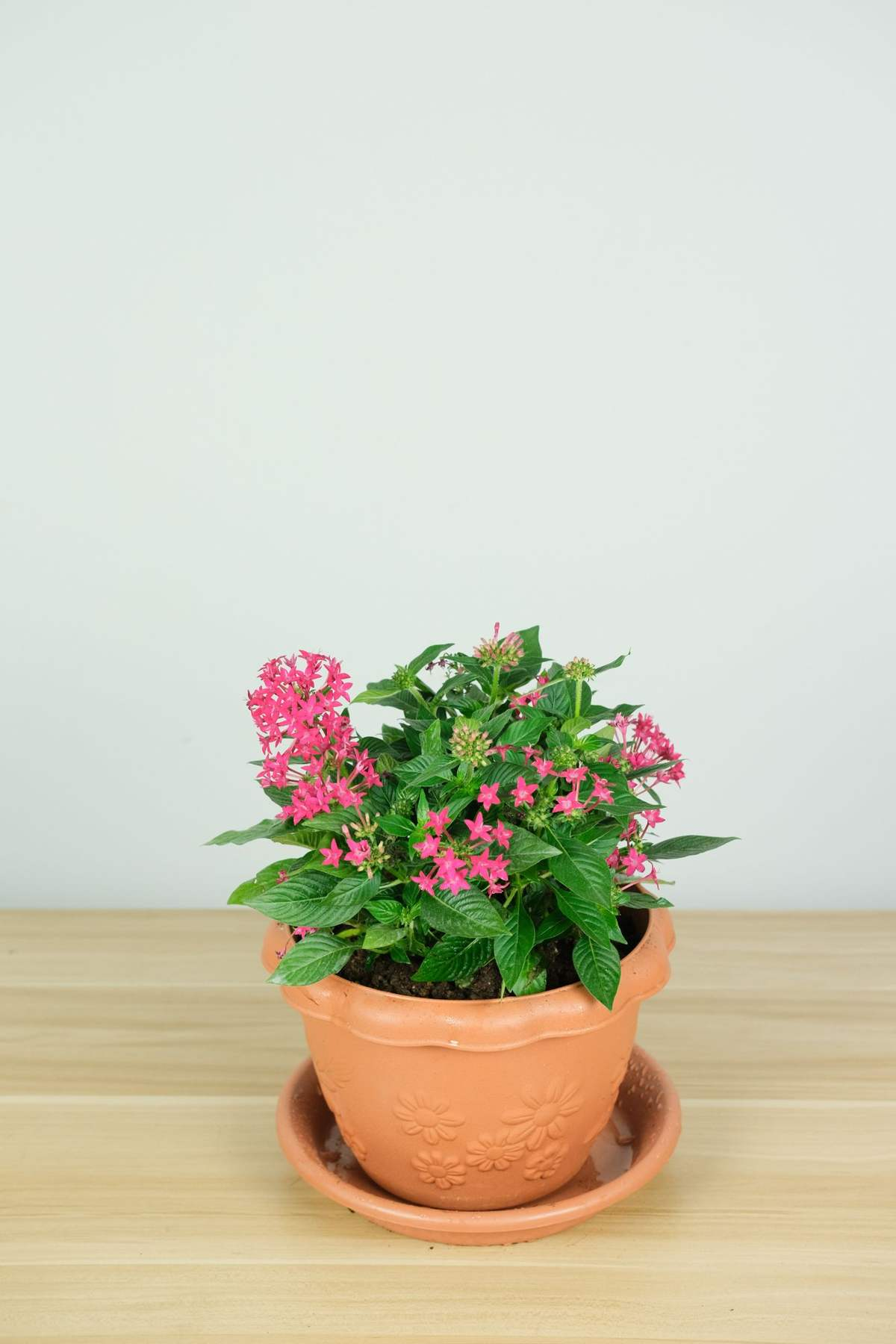 一闪一闪亮晶晶,在家种盆繁星花,开花又多又好看 一闪一闪亮晶晶,在家种盆繁星花,开花又多又好看