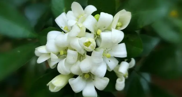 家里养九里香花的好处和坏处