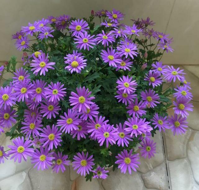 春天养盆“开花小霸王”，花期持续到冬季，花朵艳丽多姿，很漂亮
