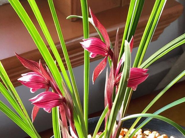 别再养月季茶花了，此兰香气浓郁，轻轻松松引得满园香气