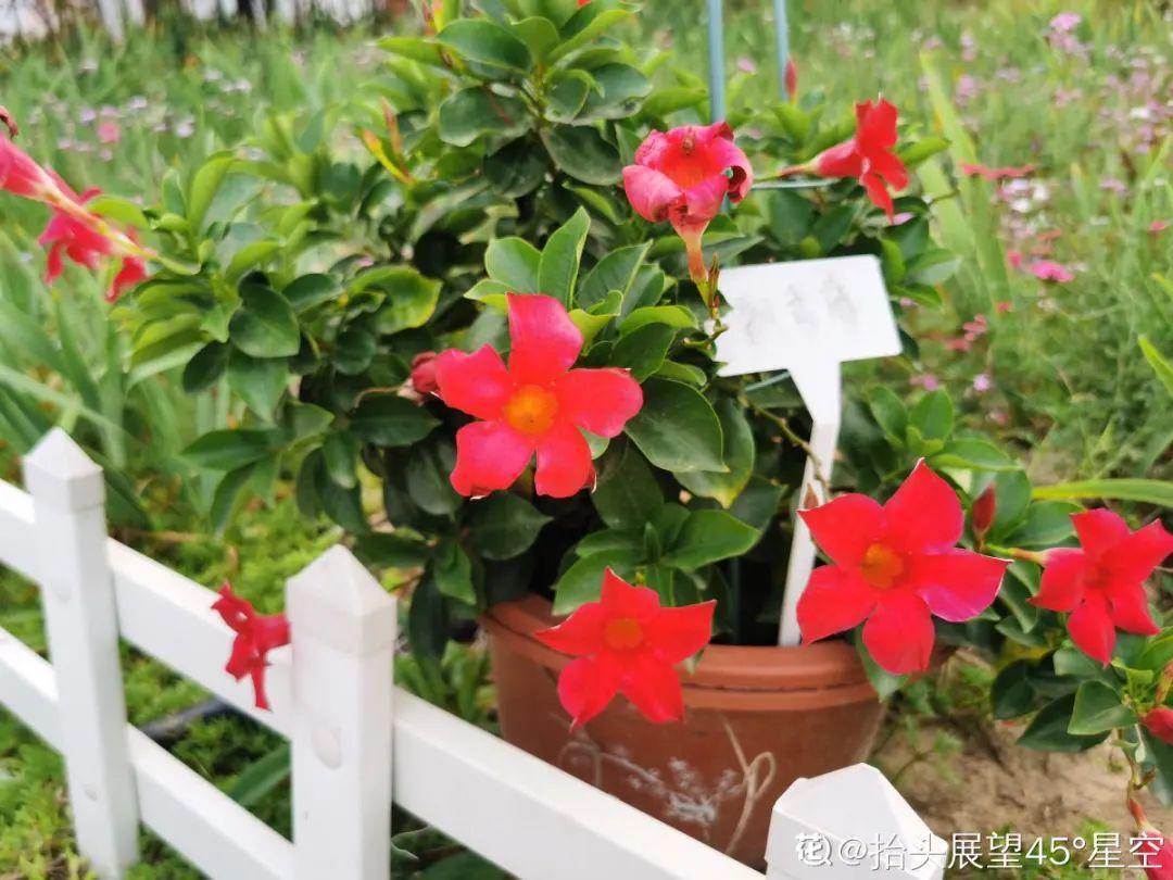 1种花有毒，但净化空气效果好，真是让人又爱又恨