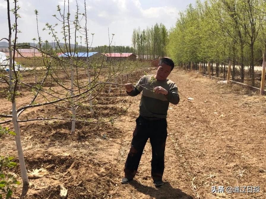 造林绿化 为乡村振兴打亮生态文明底色