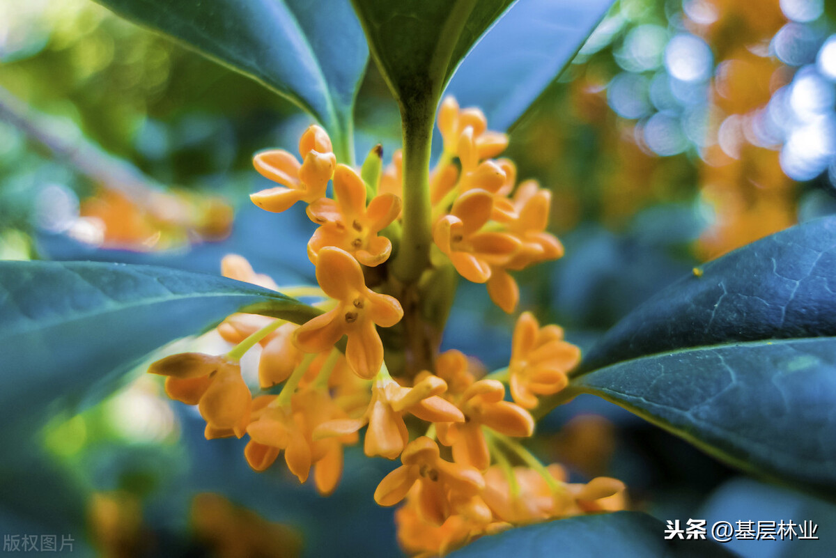 桂花都有哪些品种？哪个品种桂花最好？