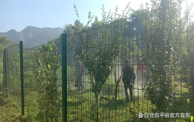 平谷区园林绿化局：绿色能量助推文明城区创建提质升优