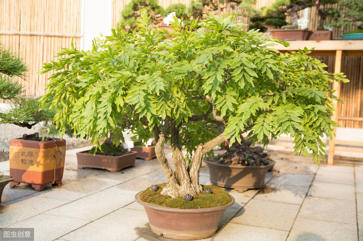 盆栽紫藤不开花，3大原因，精准解决，年年都能花满枝
