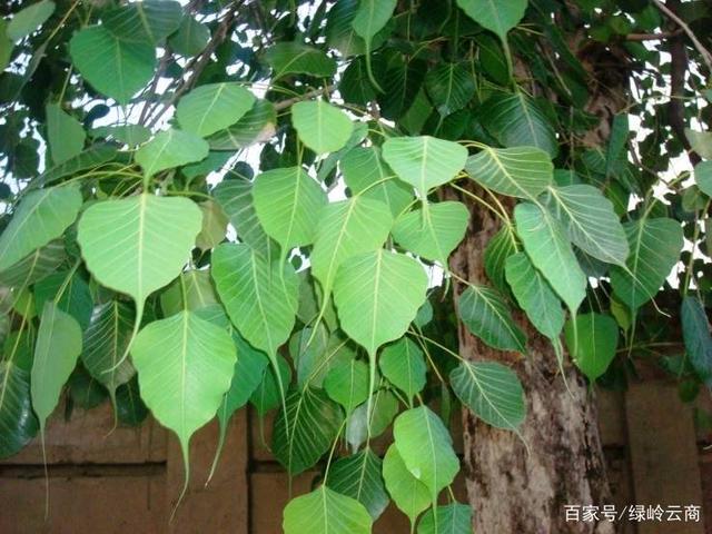 庭院景观是大势所趋，看土豪们最爱的庭院树是哪些？