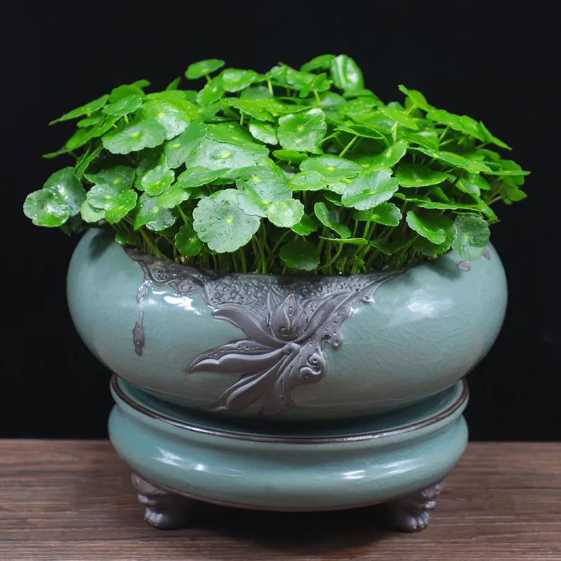 油亮葱翠清雅繁盛的水金钱，铜钱草这么养护，叶肥茂密憨萌可爱