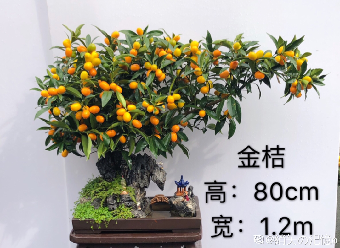9种娇气花，冬天不要买回家，太难养活了