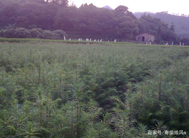 林业造林技术的应用分析 林业造林技术的应用分析