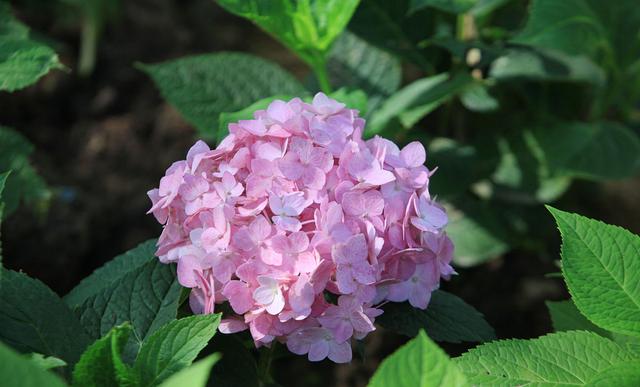 天热爱“喝水”的6种花，缺水就黄叶，给水就“灿烂”