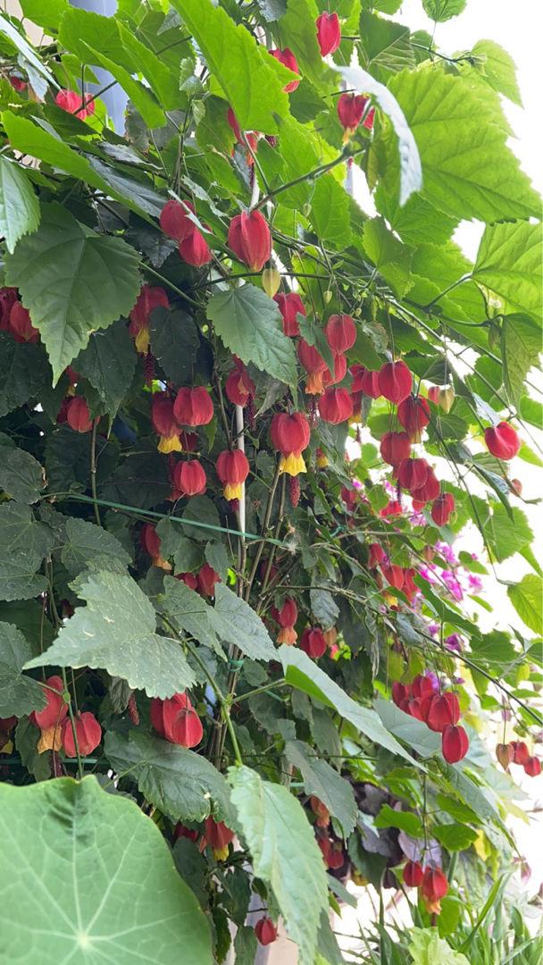 几种“爬藤植物”，院子里养一棵，开成“花瀑布”