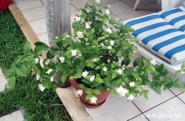 小区门口“捡漏”这3种植物，带回家养“稳赚”！