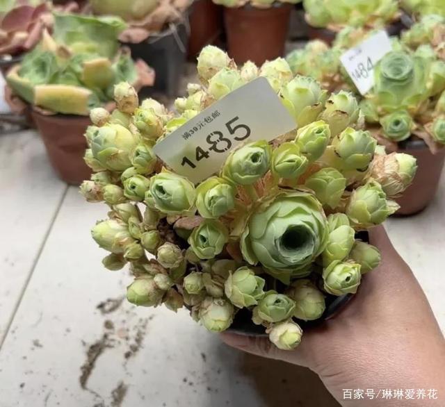 山地玫瑰夏天不要浇水，一浇水就烂根，干养，秋天再浇水！