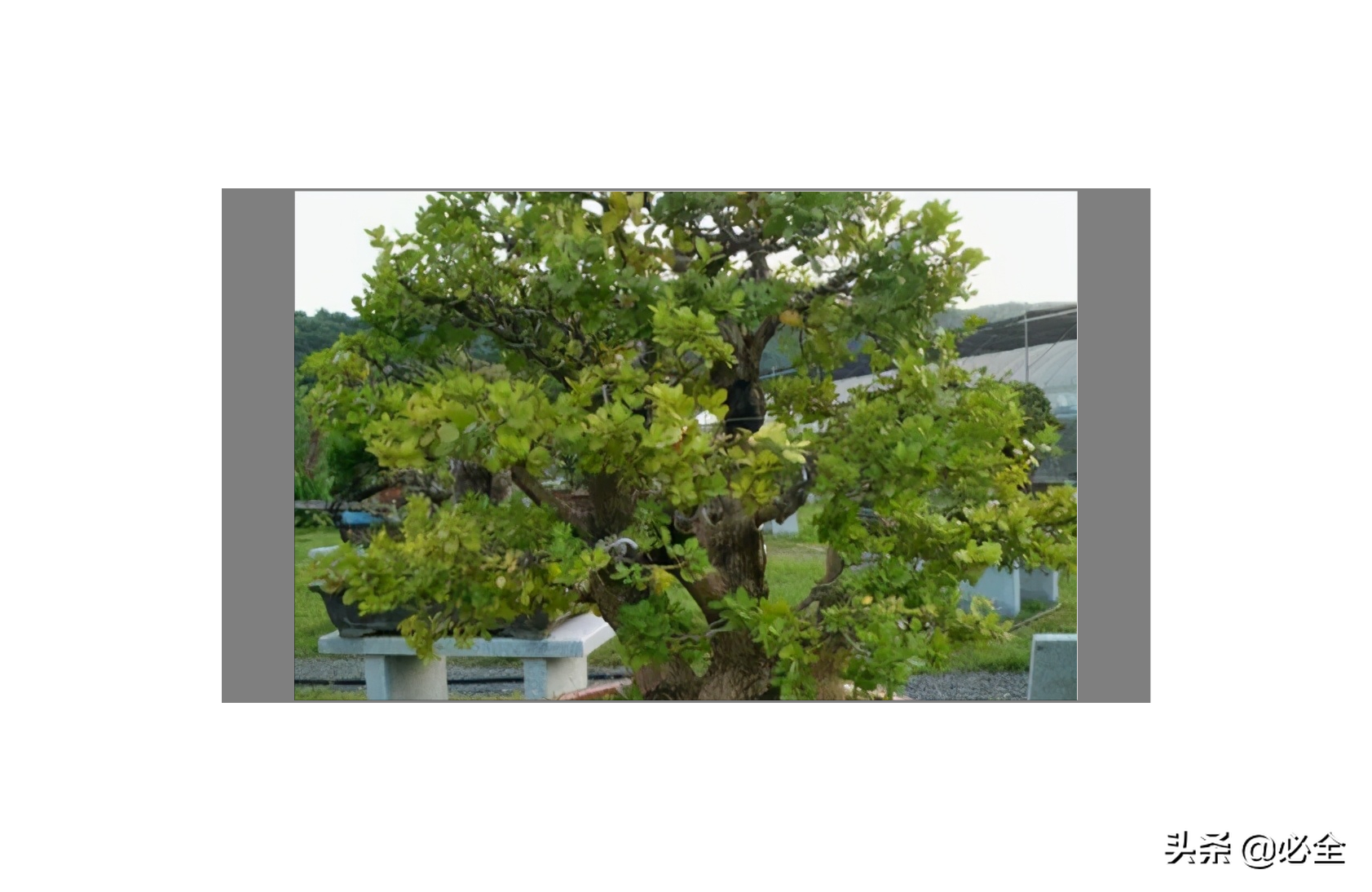 制作黄杨盆景好的人,都离不开这8种造型,实用实惠 制作黄杨盆景好的人,都离不开这8种造型,实用实惠