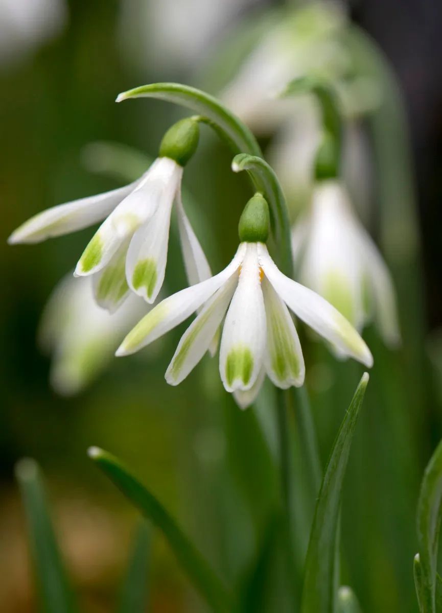 冬天有寒冷才好的开花的雪滴花，秋季种地里不用管，每年都能开花