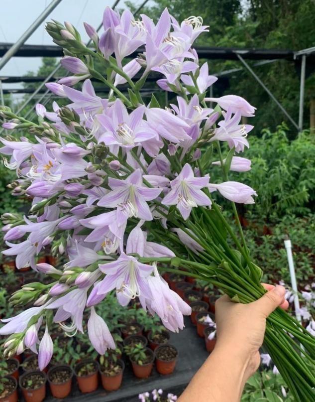 如果有院子，建议养这3种花，抗旱耐晒，花姿美丽，色彩漂亮