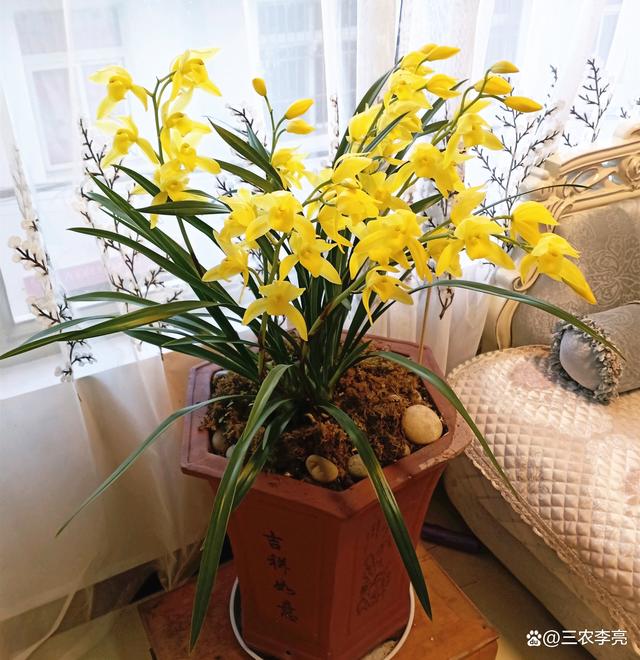 它是“最好养”的兰花，虽然价位亲民，但意境很高雅，你值得拥有