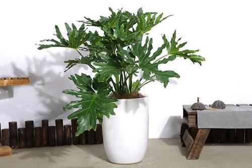 3种少见的叶子花，摆在家里上档次，屋里更凉爽