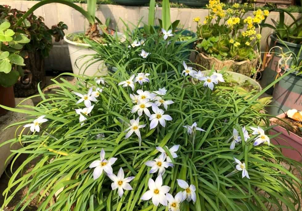 阳台上养2种小花，株型小巧花量很大，颜色漂亮又好养