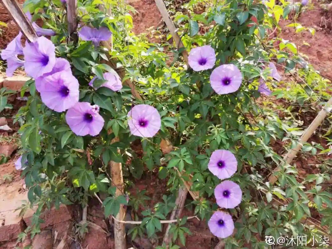 年纪轻轻，养点花种点草，提前过过养老生活