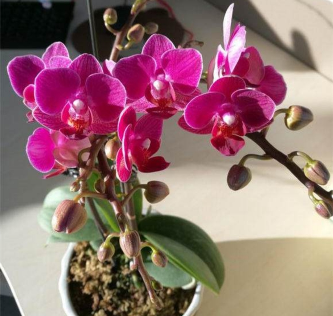 刚买的蝴蝶兰，花苞开始萎焉掉落是怎么回事？如何养护才能避免