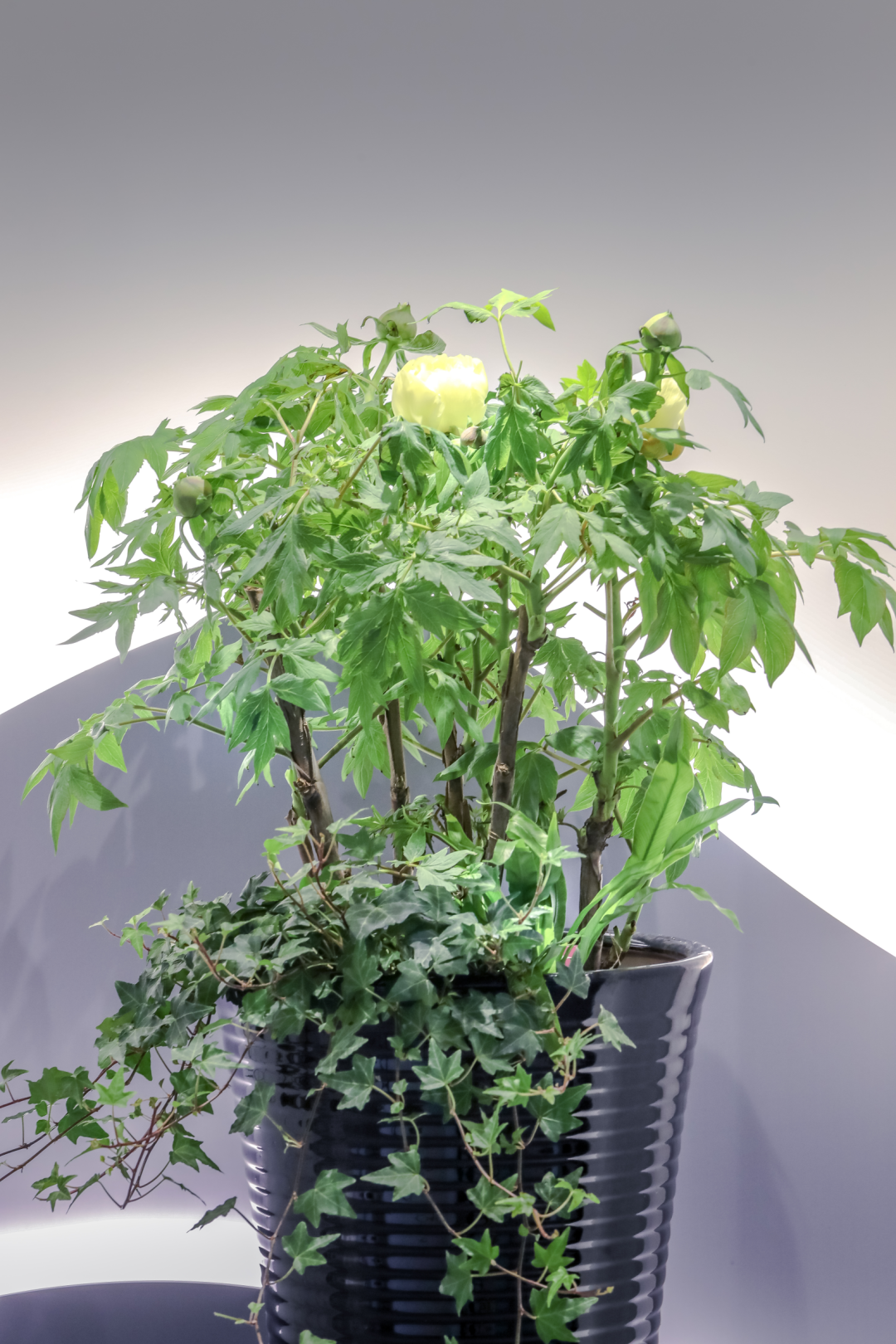 辰山植物园迎春花展66种精品牡丹静候光临【爱申活暖心春】