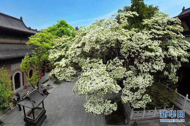 赏春：满目流苏四月雪芳香还自古时来