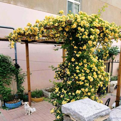 院子再小，也要养棵此花，开花特别美，邻居看了都羡慕
