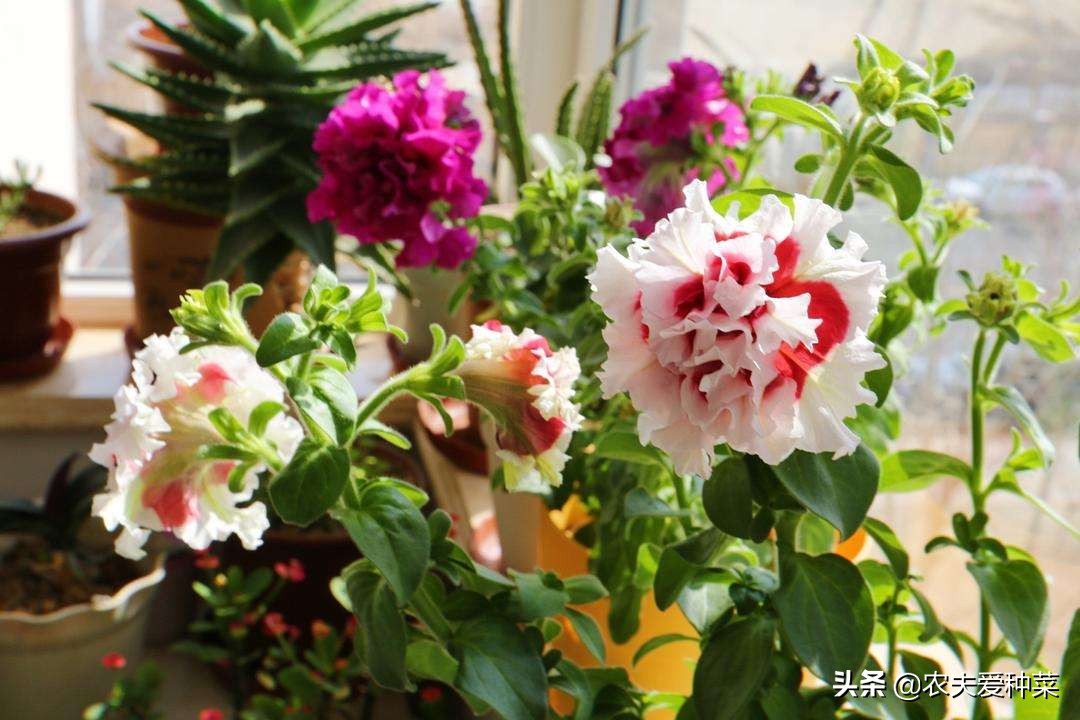 家庭养花选这10种，怎么折腾都不死，新手也能养“爆盆”