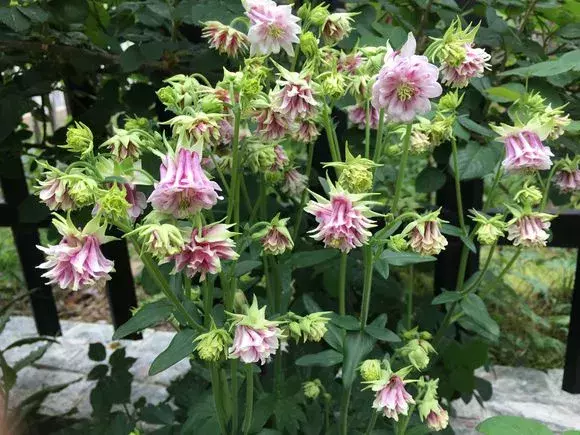 3种花名字“土掉渣”，一开花却变成“小清新”，邻居也来种！