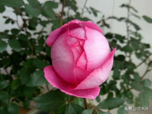 这月季又香又美，花瓣渐变，比牡丹美比桂花香，养一盆室内生香