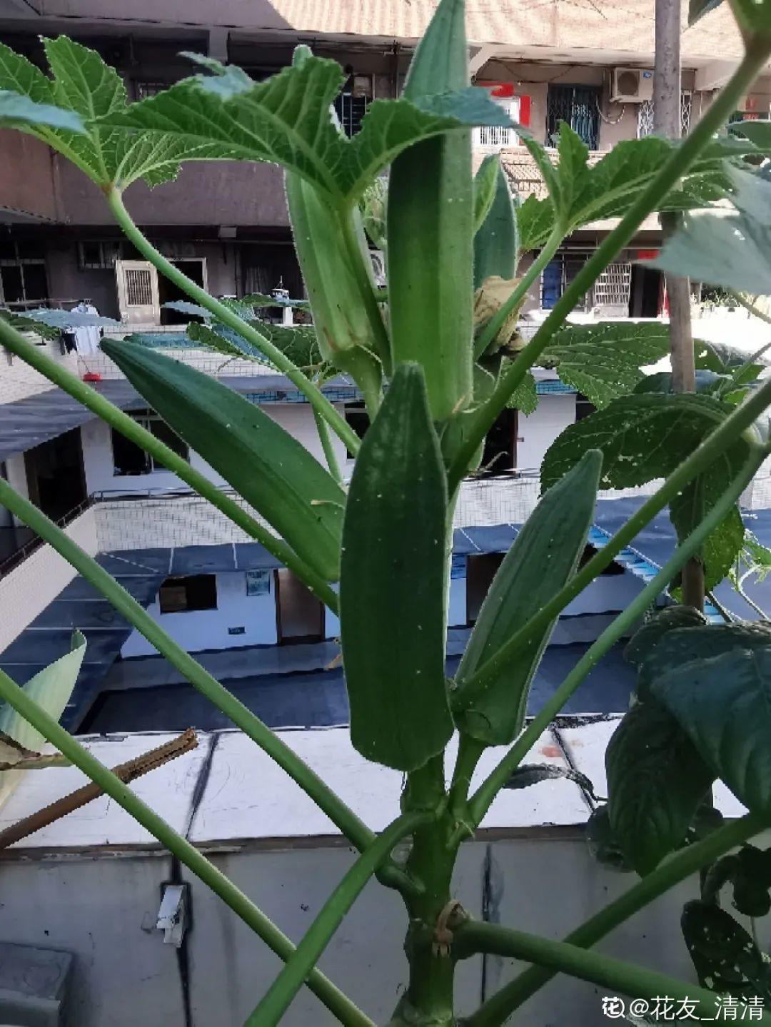 花长不好，就炒菜吃？千万不行