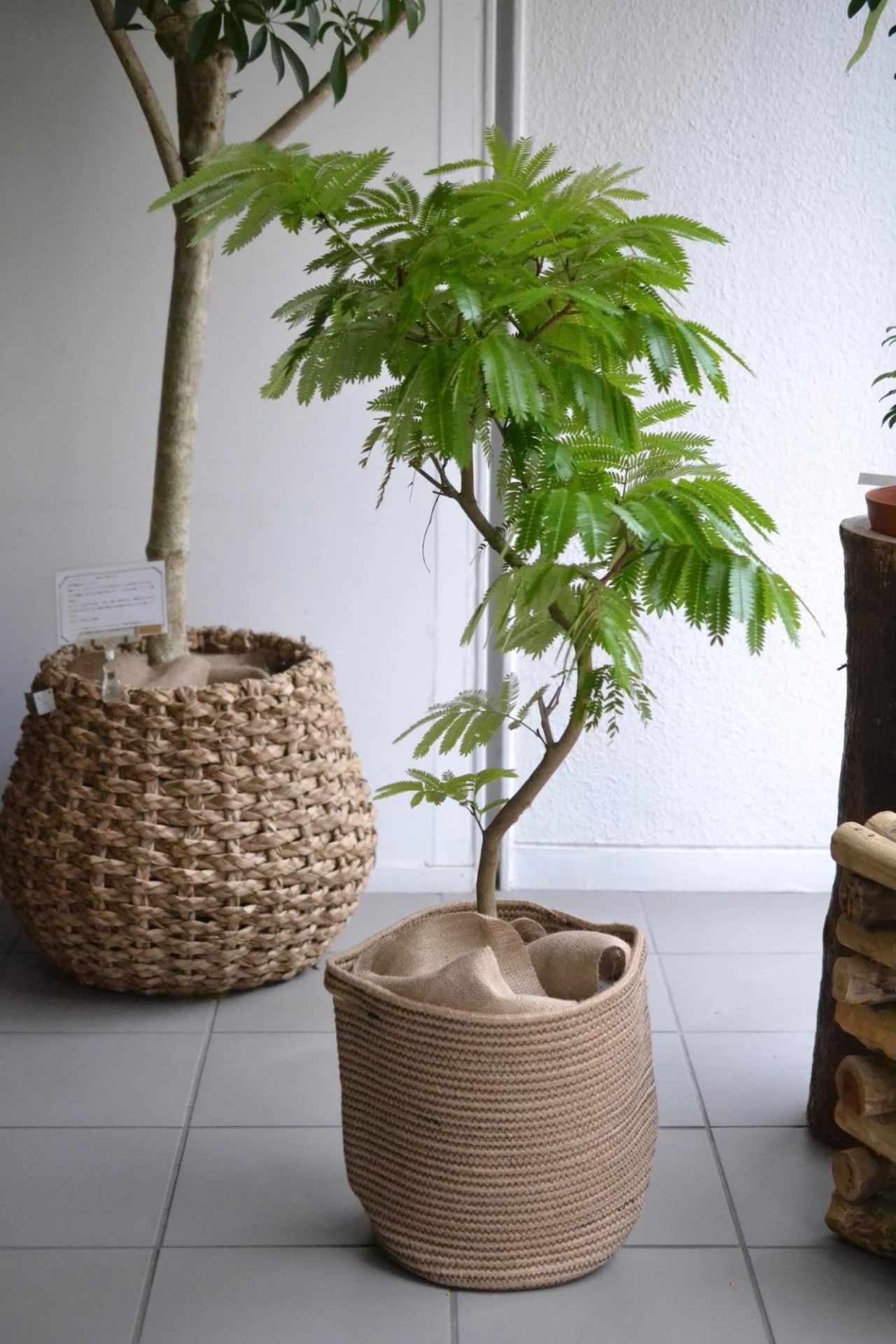 被花友误认成金合欢或含羞草的密叶猴耳环，它凭啥变成网红植物？