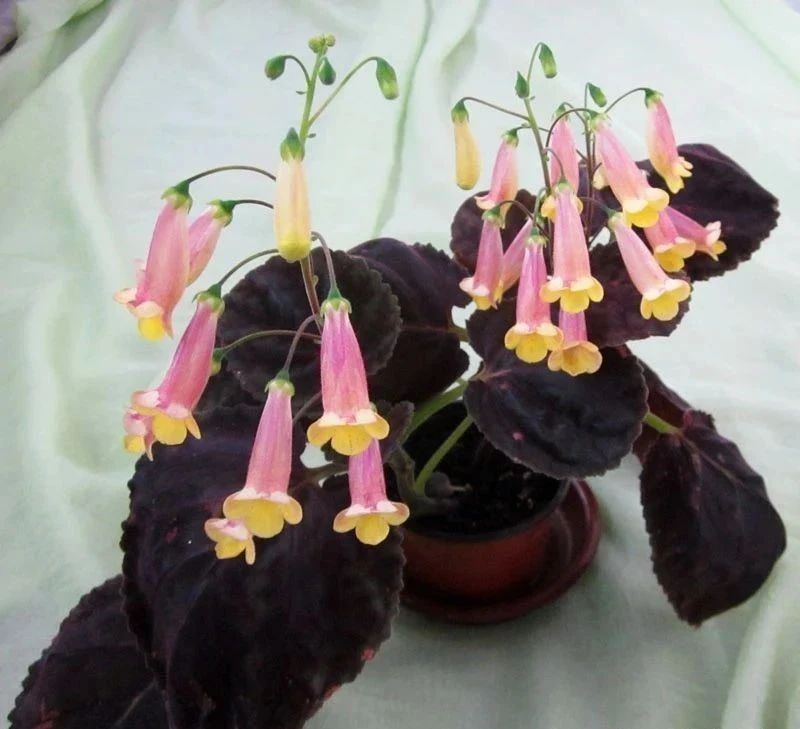 耐阴室内开花植物“大家族”，低光照可开花，植株小巧，适合新手