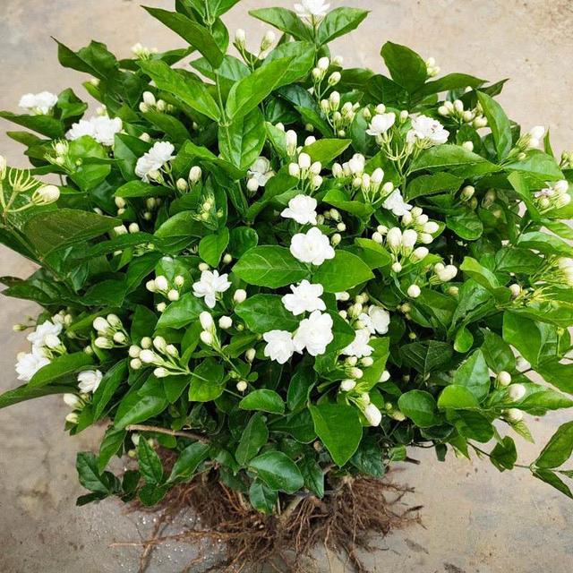 茉莉花在夏季有“6怕”，想让它开花多、香气浓，就要避开