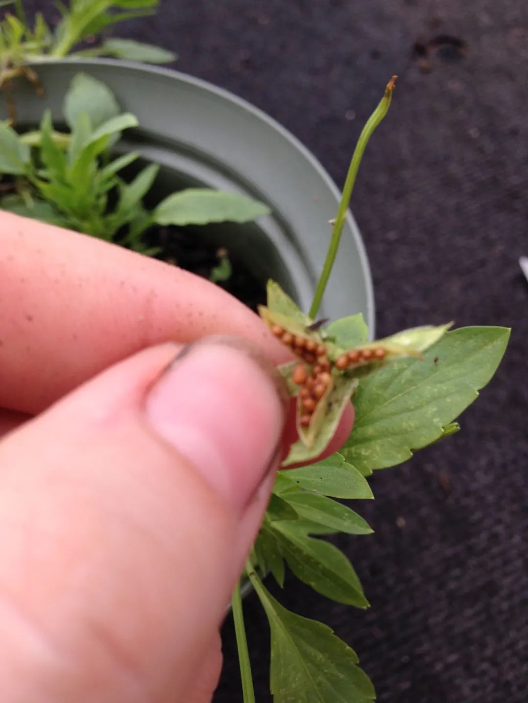 秋季播种培育角堇，湿纸巾催芽，从育苗到植株打理，轻松养好草花