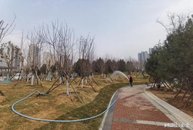 不同地区选择植树的苗木品种有哪些