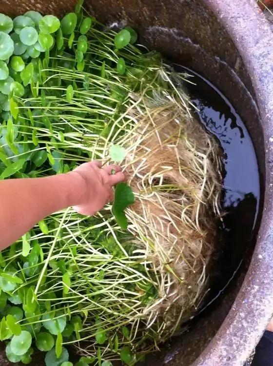 不怕水的“6种花”，天天浇水长得好！