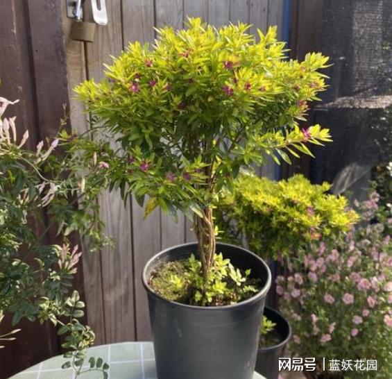 进口金叶满天星，365天开花不间断，关键还贼好养！不生病不长虫