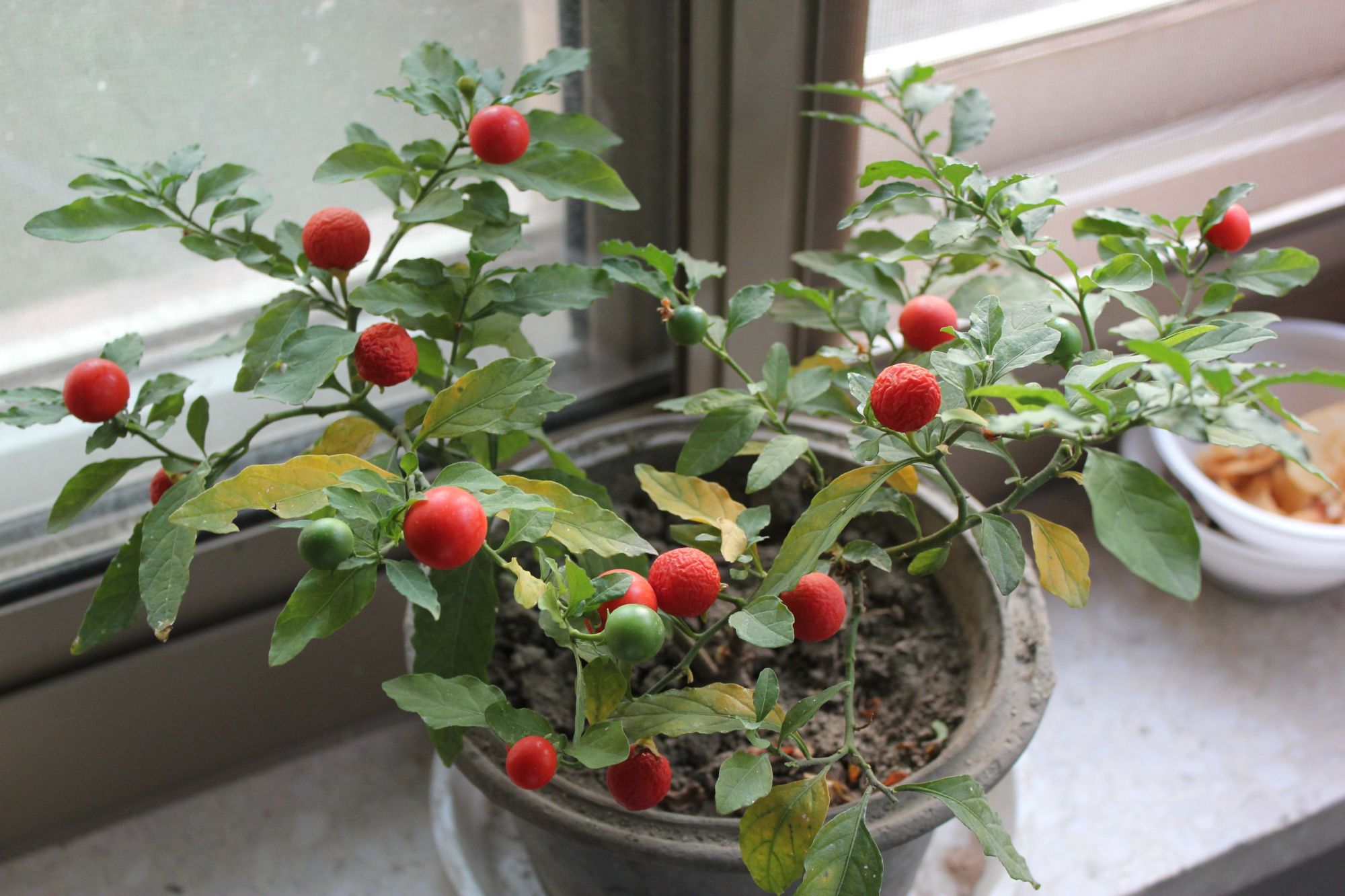 这3种植物，它们的果实有毒，不要带回家，避免误食