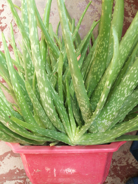20种芦荟品种，一种比一种好看，还超级好养